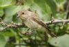 Spotted Flycatcher at Gunners Park (Steve Arlow) (113076 bytes)